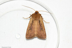 Ichneutica atristriga