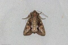 Ichneutica mutans