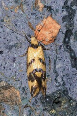 Olbonoma triptycha