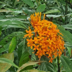 Ixora congesta