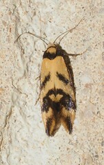Olbonoma triptycha
