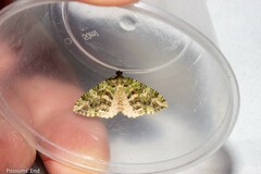 Austrocidaria similata