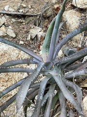 Agave capensis