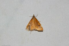 Mnesictena flavidalis