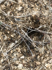 Myrmecocystus melliger