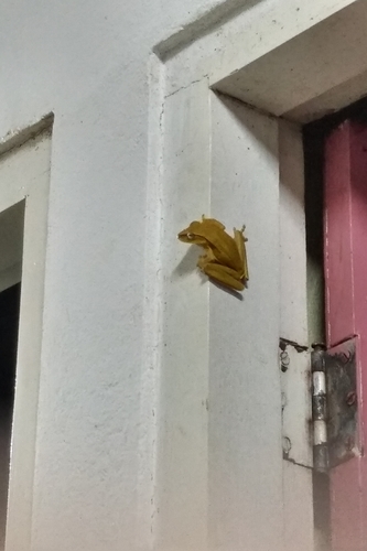 Many-banded Treefrog, Boana multifasciata