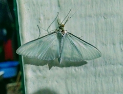 Palpita flegia