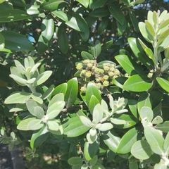 Metrosideros excelsa