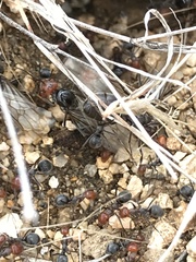 Myrmecocystus melliger