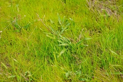 Chlorogalum pomeridianum