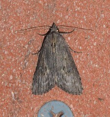 Nola pleurosema