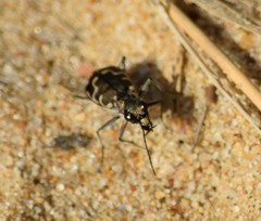 Cicindela repanda repanda