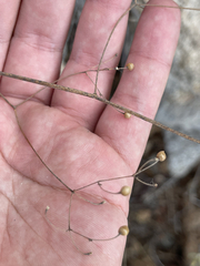 Talinum sonorae