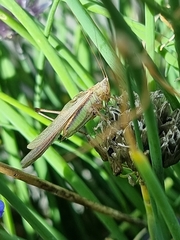 Conocephalus albescens