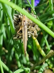 Conocephalus albescens