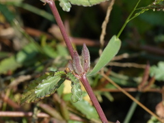 Corchorus fascicularis