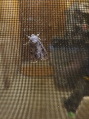 Acronicta rubricoma