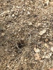 Myrmecocystus melliger