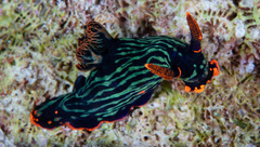 Nembrotha kubaryana