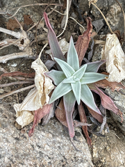 Dudleya