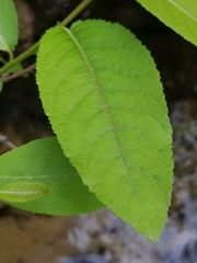 Salix floridana
