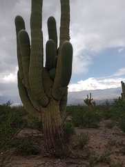 Trichocereus atacamensis