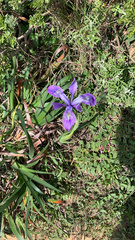 Iris douglasiana