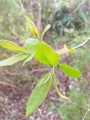 Salix floridana