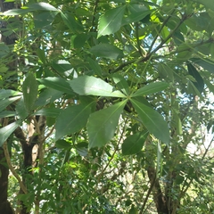 Pseudopanax lessonii