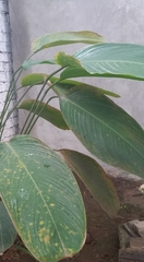 Stromanthe stromanthoides