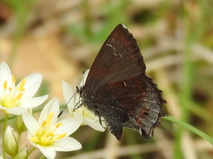Callophrys irus