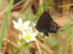 Callophrys irus