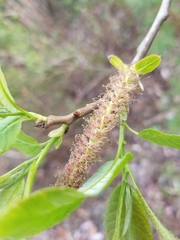 Salix floridana