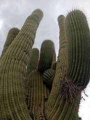 Trichocereus atacamensis