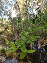 Salix floridana