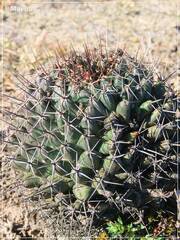 Coryphantha clavata