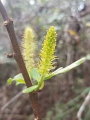 Salix floridana
