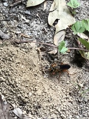 Sphex ichneumoneus