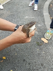 Hoplobatrachus chinensis