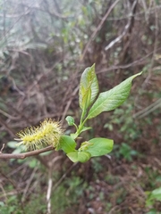 Salix floridana