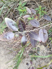 Rhodomyrtus tomentosa