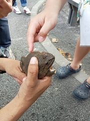 Hoplobatrachus chinensis