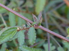 Corchorus fascicularis