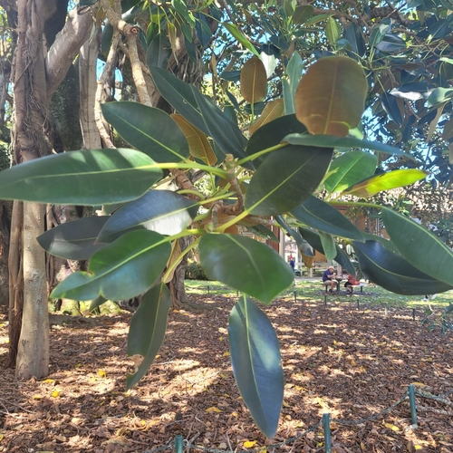 Image of Ficus macrophylla by (c) Julia Palmer, some rights reserved (CC BY-SA)