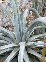 Agave capensis