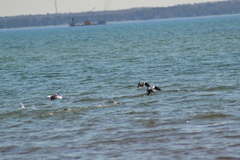 Bucephala clangula americana