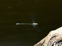 Pseudagrion aureofrons