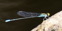 Pseudagrion aureofrons