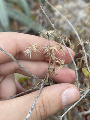 Brickellia coulteri