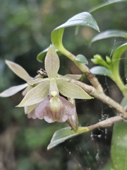 Epidendrum proligerum